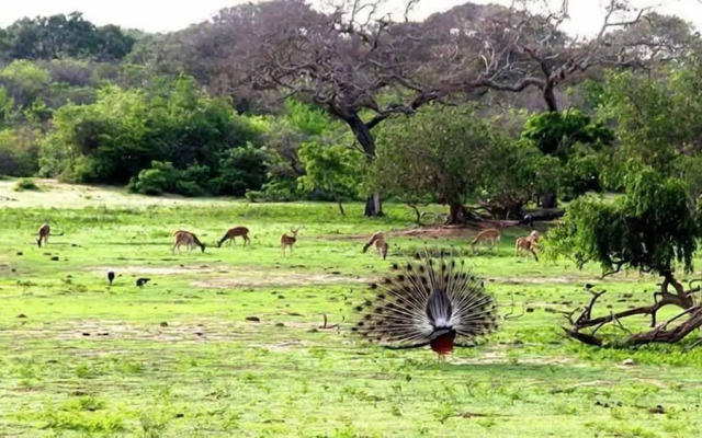 Tranquil Sanctuary Yala