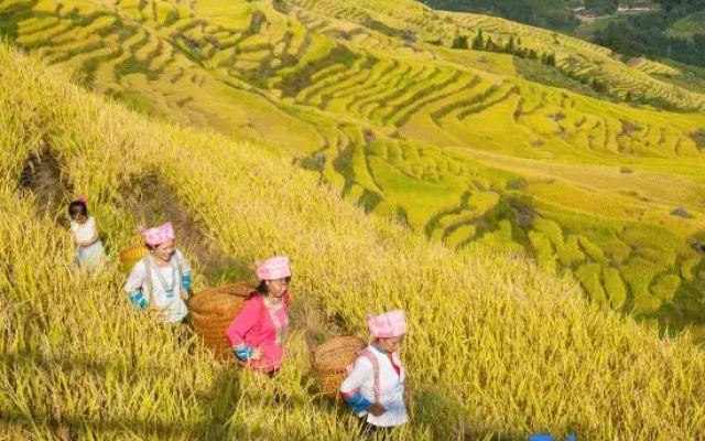 Longji Rice Terraces Xinyun Homestay