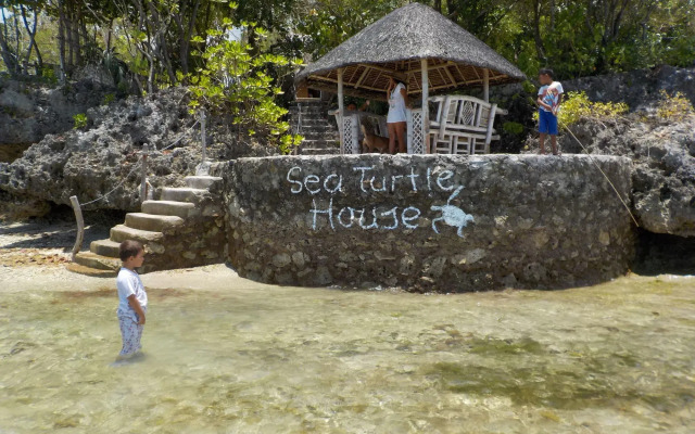 Sea Turtle House