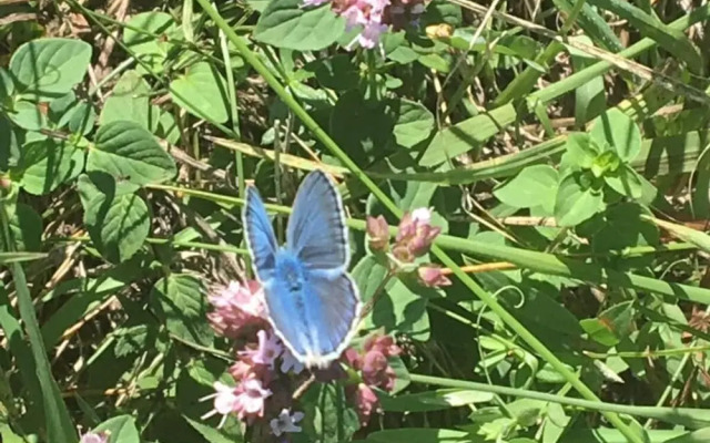 Savoir Vivre Modern Retreat