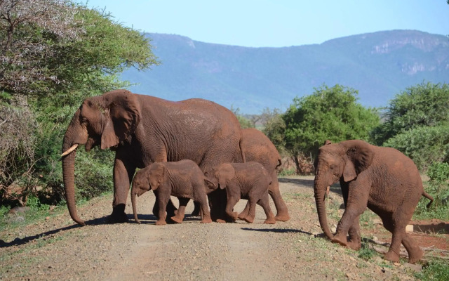 Africamps at White Elephant Safaris