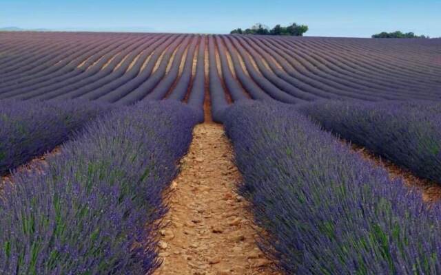 Le Trésor Des Templiers