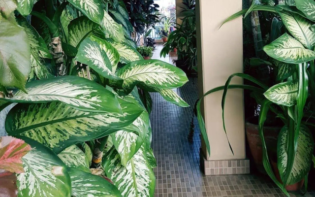 Nanohana Lodge
