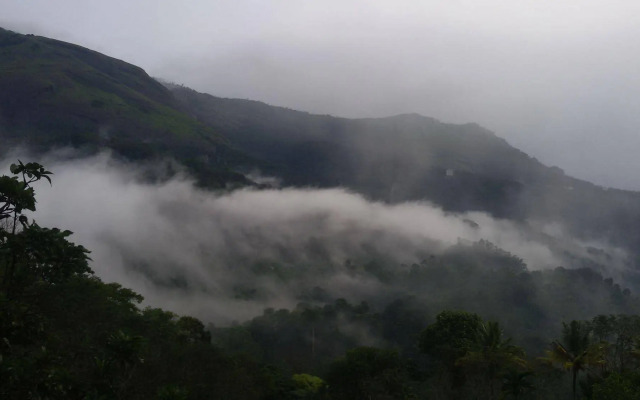 Mistletoe Munnar