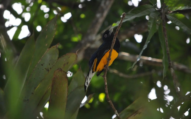 The Leatherback Lodge