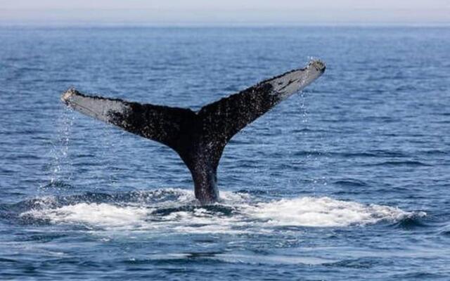 1BR Nautical Suite Sleep 4 in Cabo