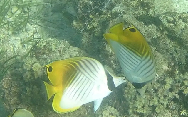 Mahina Lodge