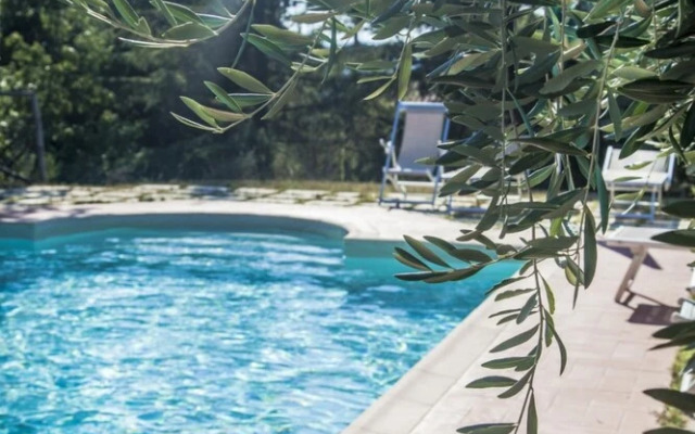 Ulivo in Maltraverso