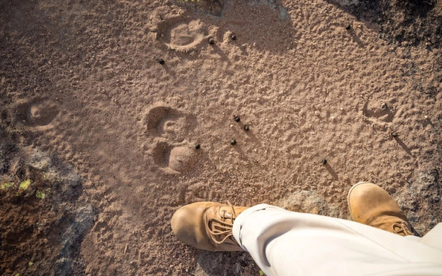 Wildside Safari Camp