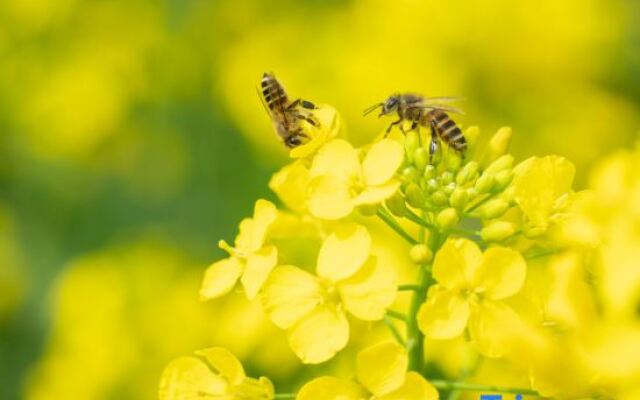 Wild Life Anji Field Design Homestay