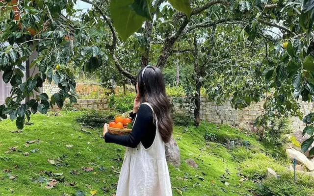 Scent House - Village