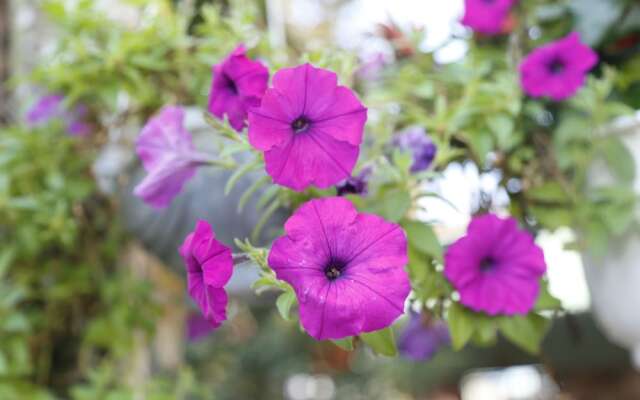 YOLO Apartment Homes