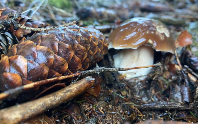 Slunný byt 2 a kk v Jizerkách