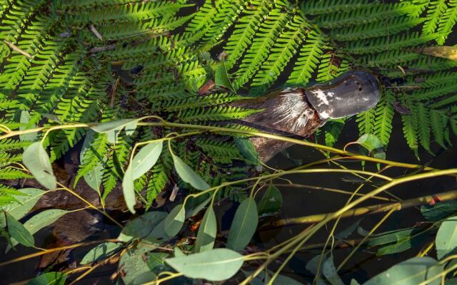 Wildlife Retreat at Taronga