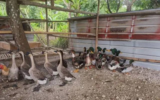 Conghua Suburban Juxu Mountain Villa
