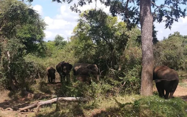 Yala Big Game Drive with Heina Eco Team