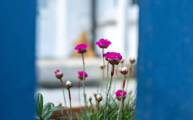 Seapinks