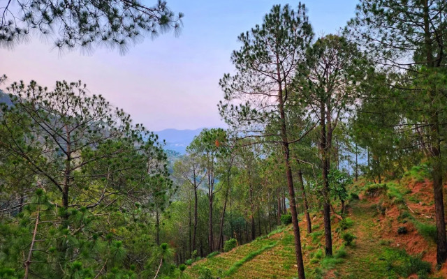 Musical Paradise Kasauli