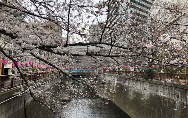 Wander Tokyo Shibuya