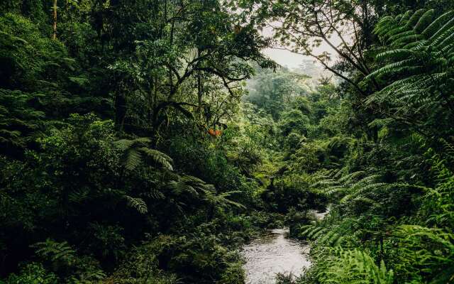 One&Only Nyungwe House