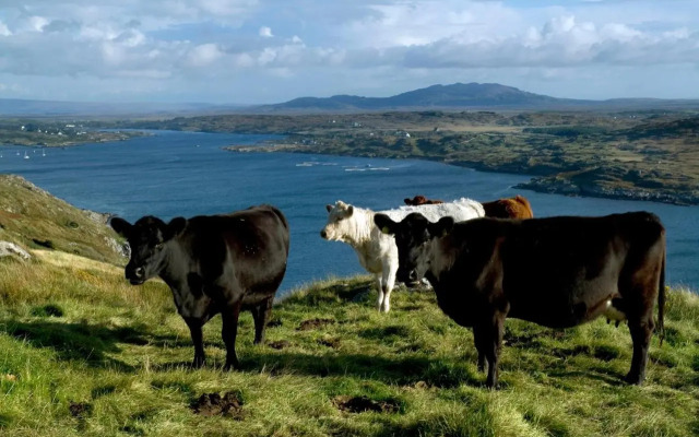 Apartment 263 - Clifden