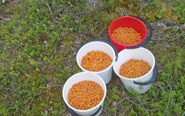 Pyh j Rven Loma Kuusamo
