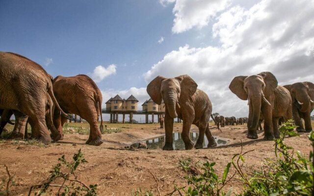 Salt Lick Safari Lodge