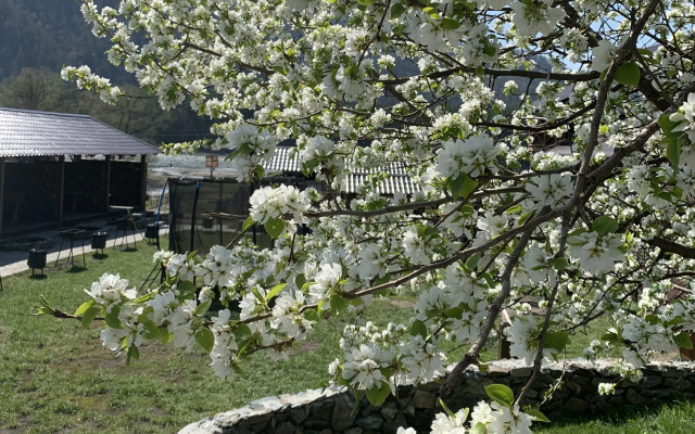 Dezhavju
