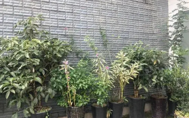 Cen Gong Snail House