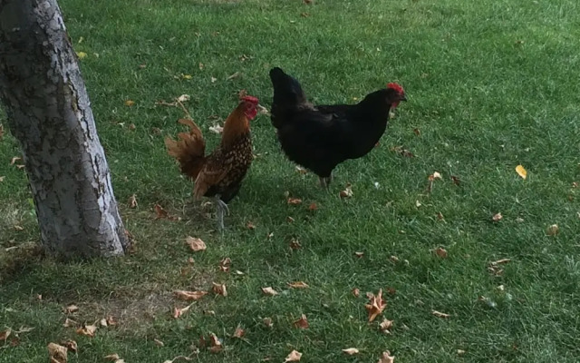 Wild Rose Manor Bed and Breakfast