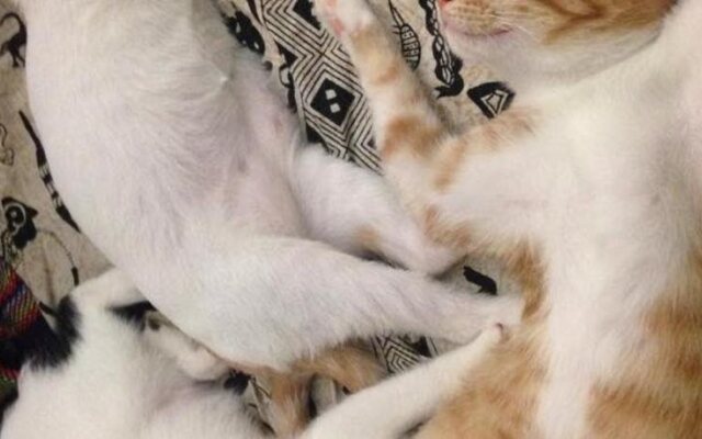 Wave Elephant Backpacker Hostel