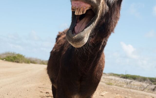 Hakuna Matata Bonaire