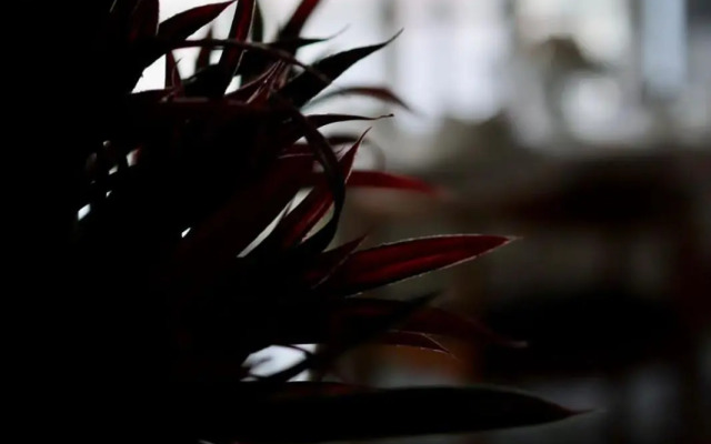 Unique and Renovated House Down Town Nicosia - Old City