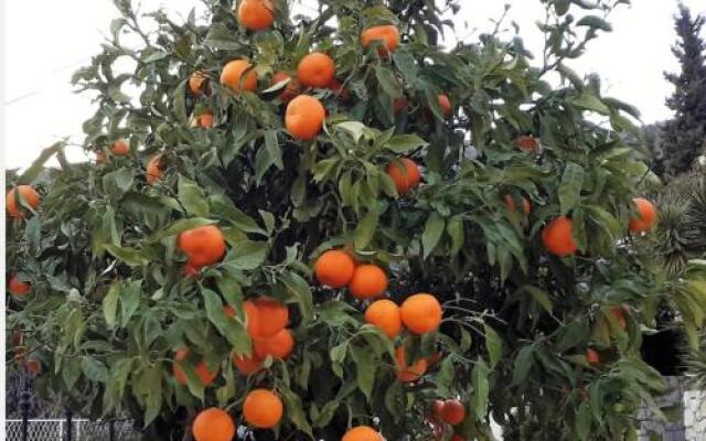 Apartmani Ljuta Naranca