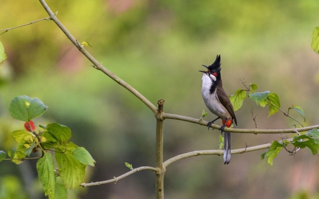 The Riverwood Forest Retreat - Dooars