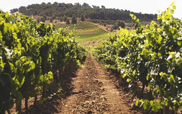 Baglio Caruana Cantina & Relais