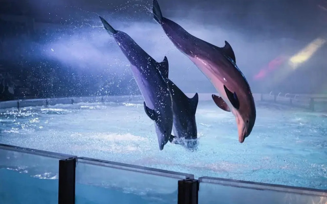 Pet-friendly Coastal Getaway