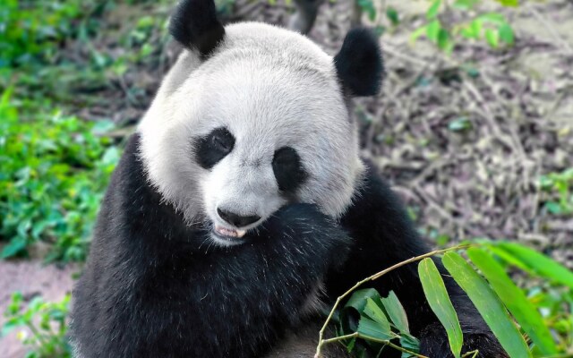 Hualuxe Leshan
