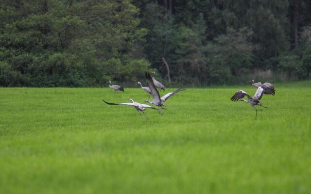 Semi-detached house Seestern, Lohmen