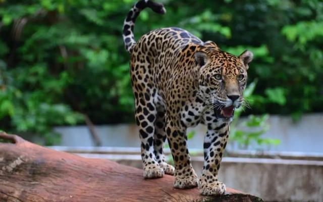 Maper Mardan - Beira Rio