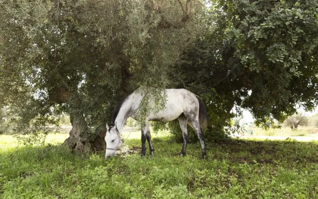 Three Balate