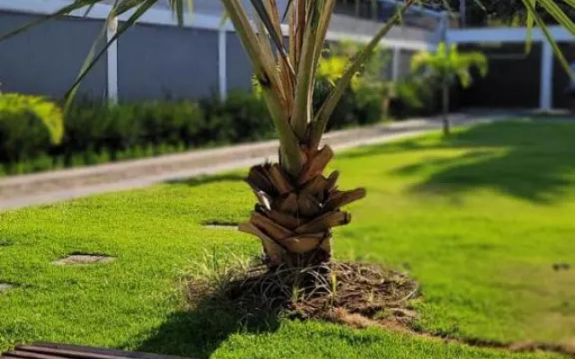 ReCanto dos Passáros