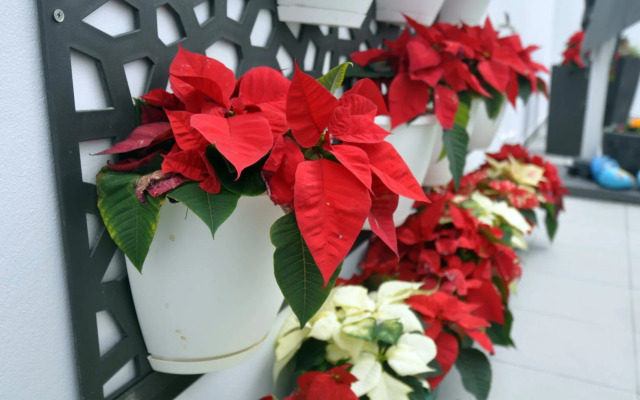 Porto Velho Boutique Lodge