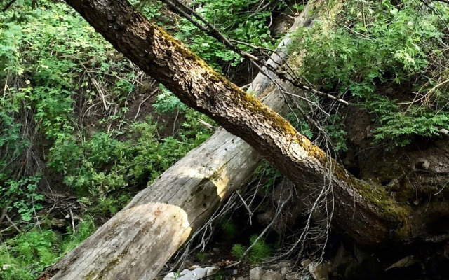 Treehouse by the Stream