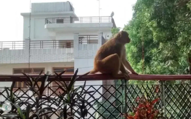 Purple Lotus Home Stay