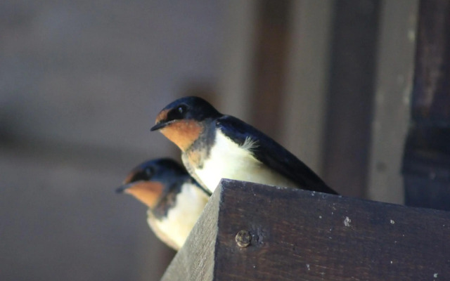 Sportpension Schober