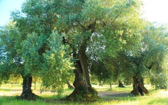 Agriturismo Masseria Saittole