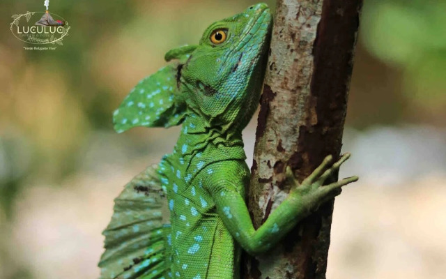 Cabaña Luculuc Garden & Forest
