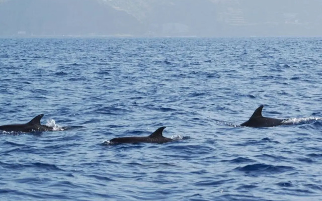 Vista do Mar Comfortable Holiday Residence