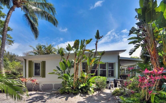 Coconut Palms